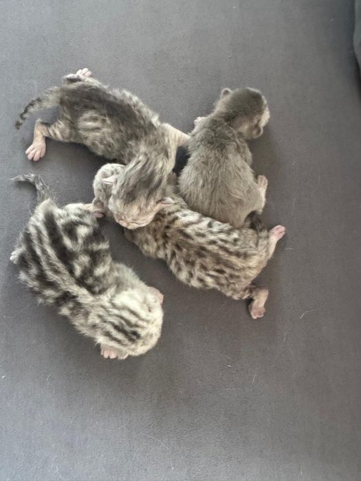 Продам шотландских котят