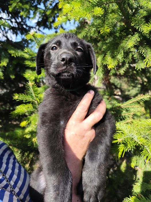 Породные Щенки ВЕО