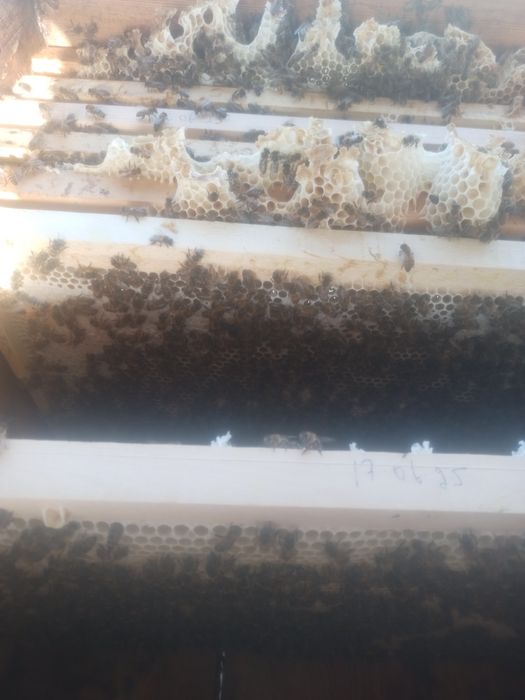 Asalari sotiladi.Асалари сотилади.