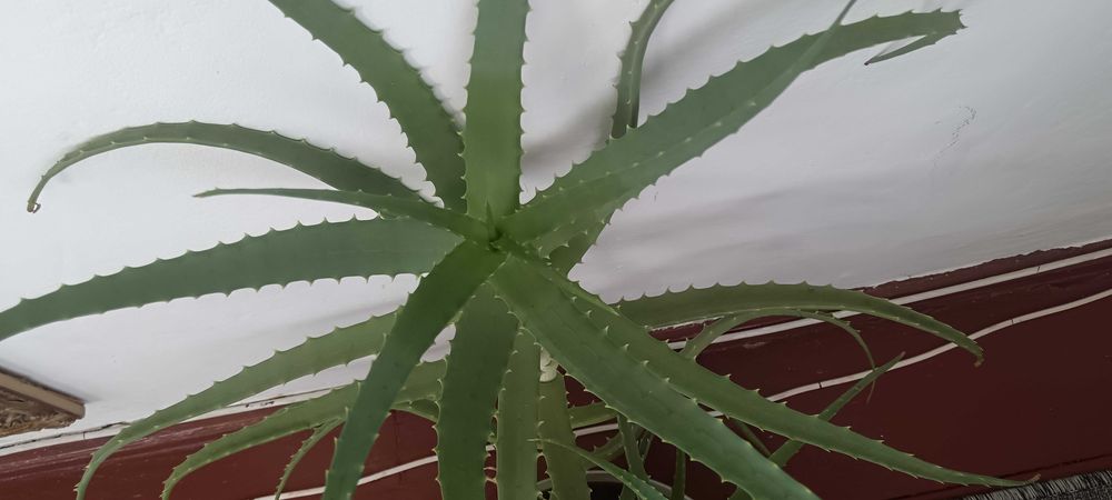 Aloe Arborescens Elixir BIO (6 ANI) Ideală Rețeta AOIA