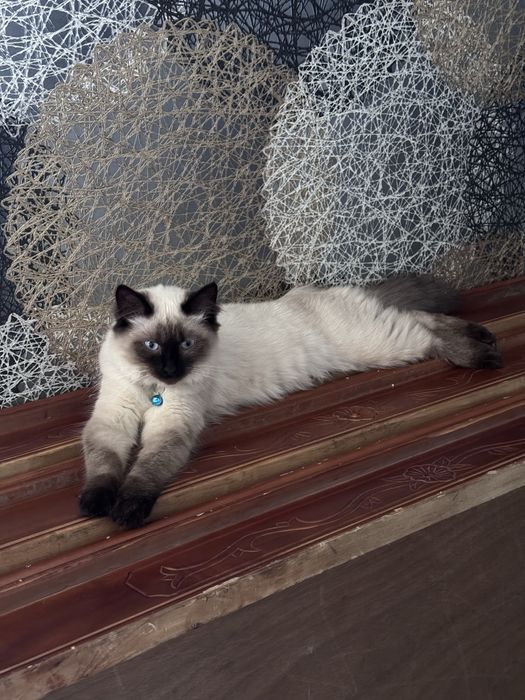 Ищем кота для вязки