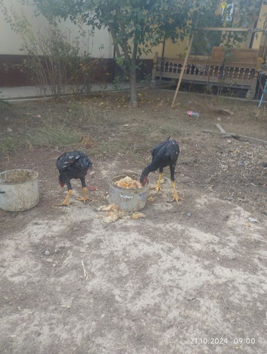 Жўжалар бор 1 та хўроз 3та товуқ..Зоти тоза...