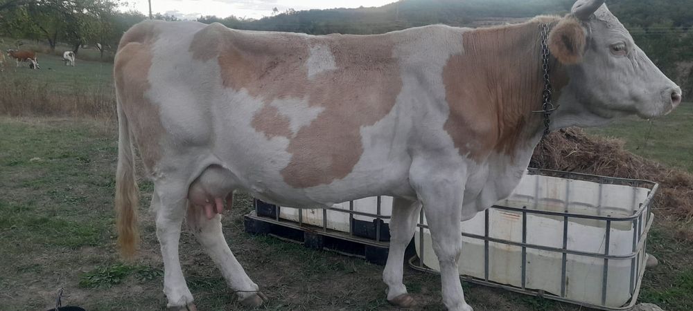 Vând vaca Bălțata românească