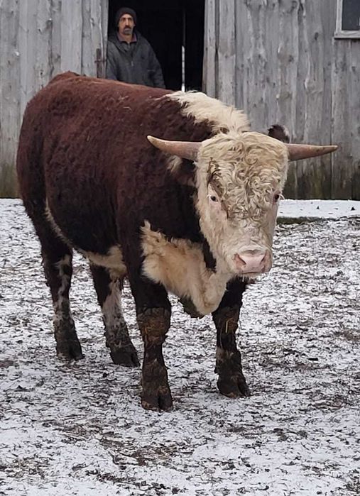 Быки, Бұқа, КРС, Қарамал, Мясо