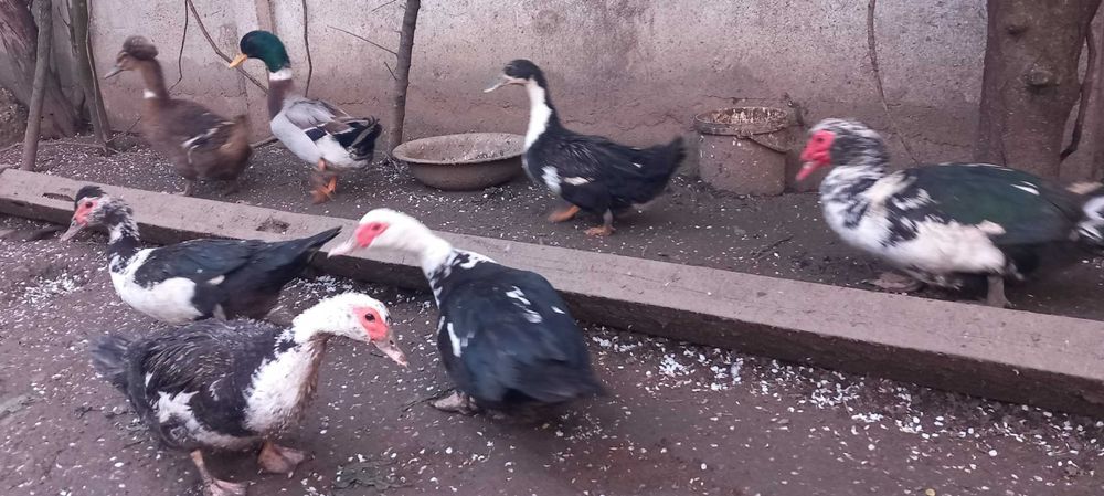 Rata Leseasca Muta si Rata Romaneasca Comuna