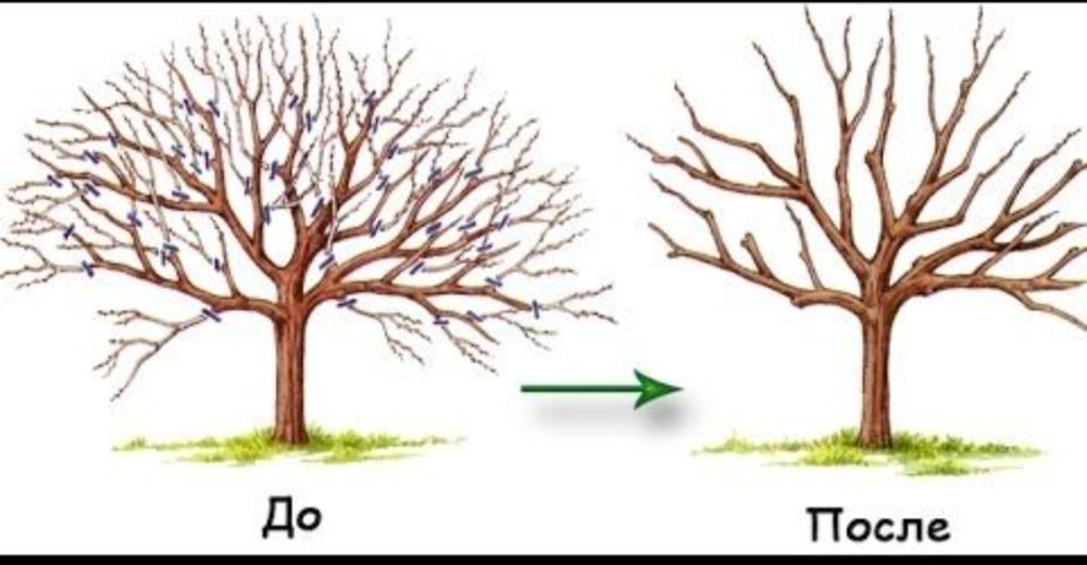 Обрезка деревьев вашего сада