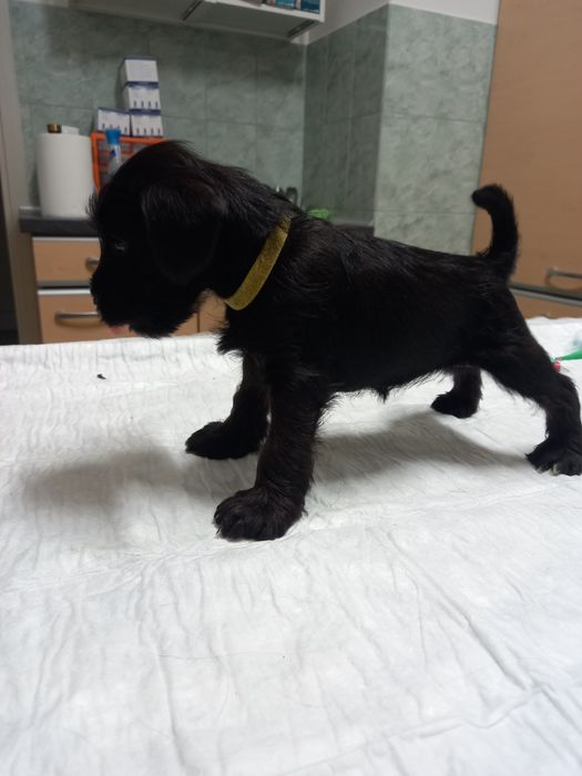 Schnauzer pitic negru