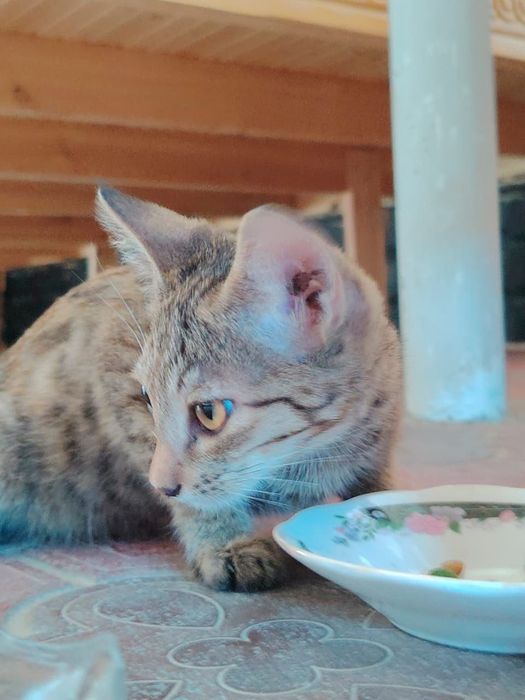 Отдам котят в хорошие руки