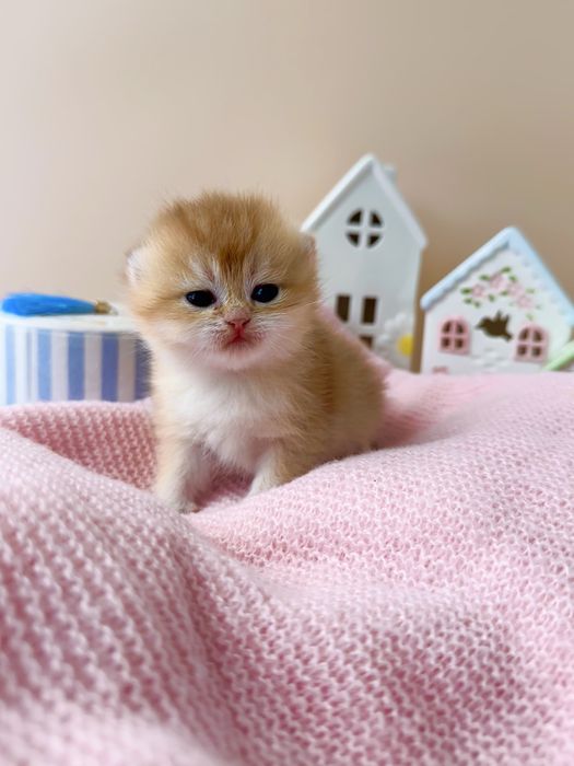 Золотые котята британские шиншиллы