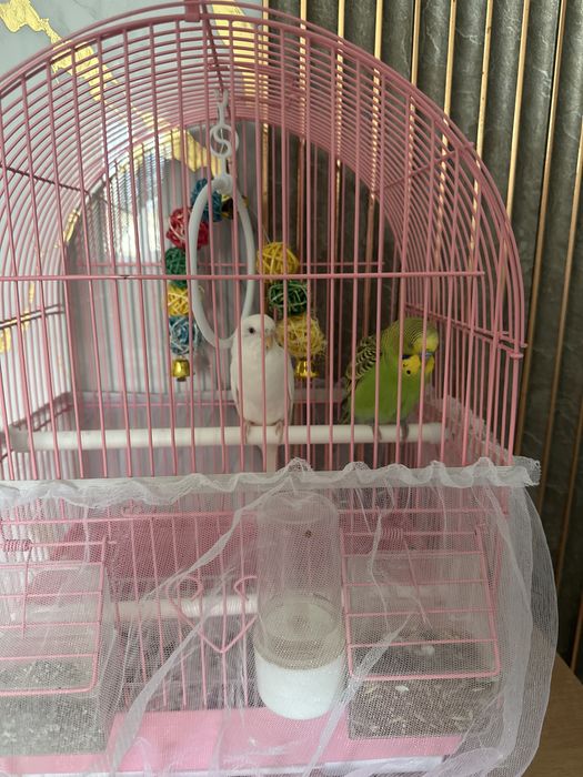 Продам 2 попугая с сеткой