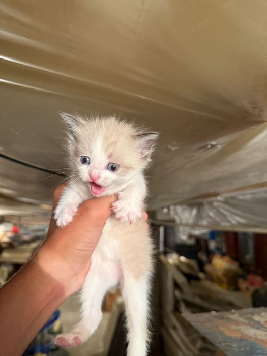 Отдам котят бесплатно