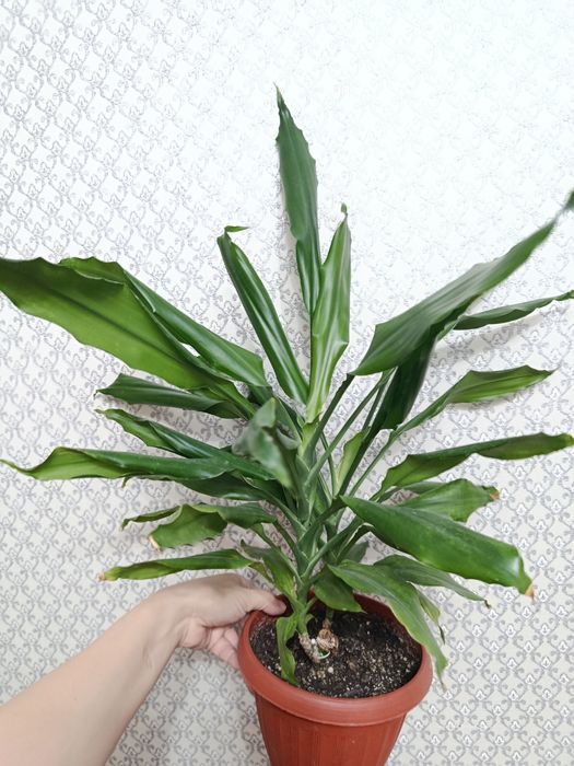 Продам комнатные растения