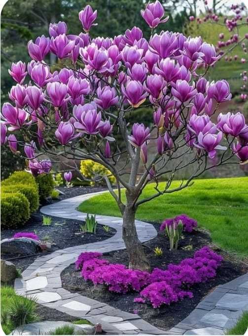 Magnolia ornamentală pentru grădină