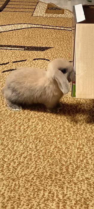 Продам декоративного кролика