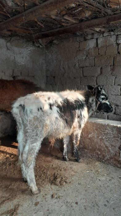 Еркек өгіз сатылады