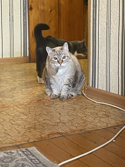 Отдам в добрые руки