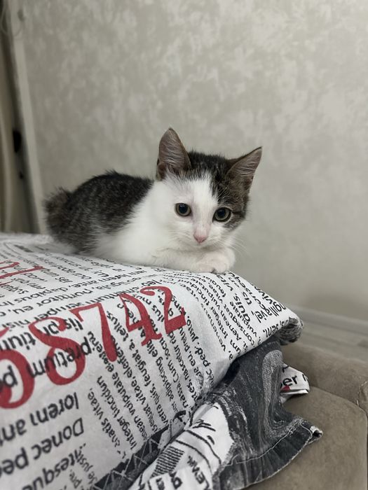 Пушистый комочек счастья ищет дом, маленькая девочка)