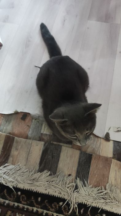 Отдам кота в хорошие руки