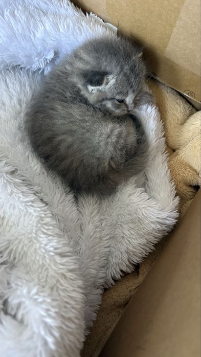 Котенок выкормленный человеком