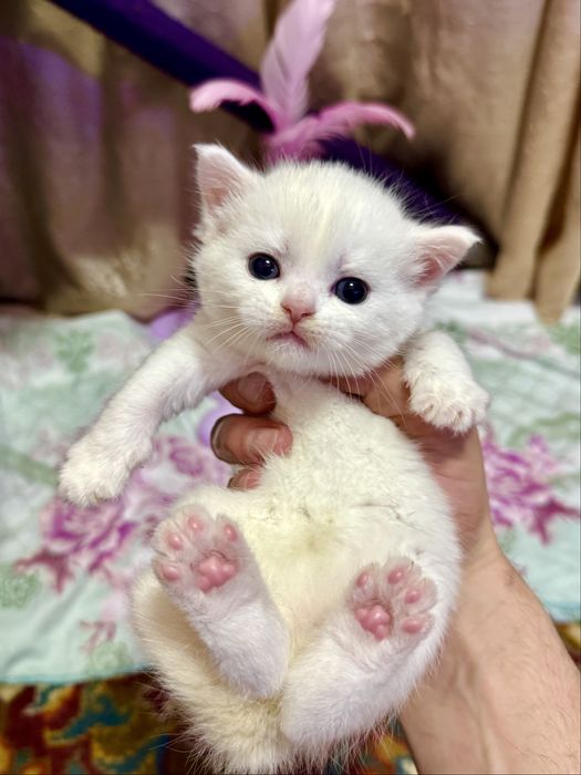 Котёнок Scottish Fold. Скотиш фолд котята. Веслоухий