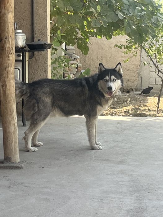 Siberian  Husky