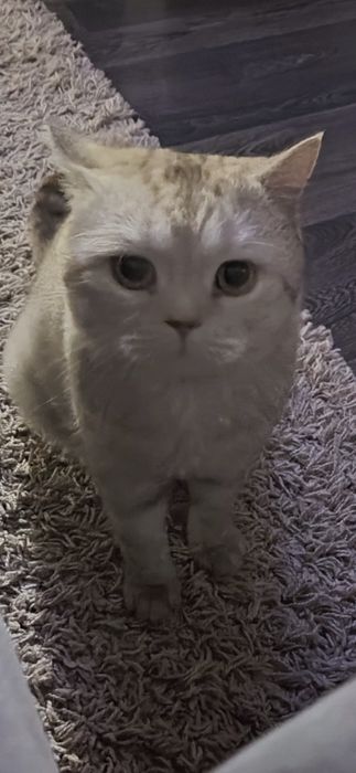 Кот чистый Британец