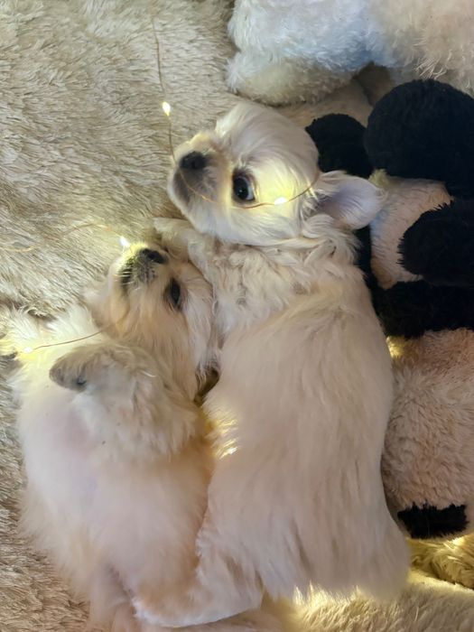 Кралски пекинези