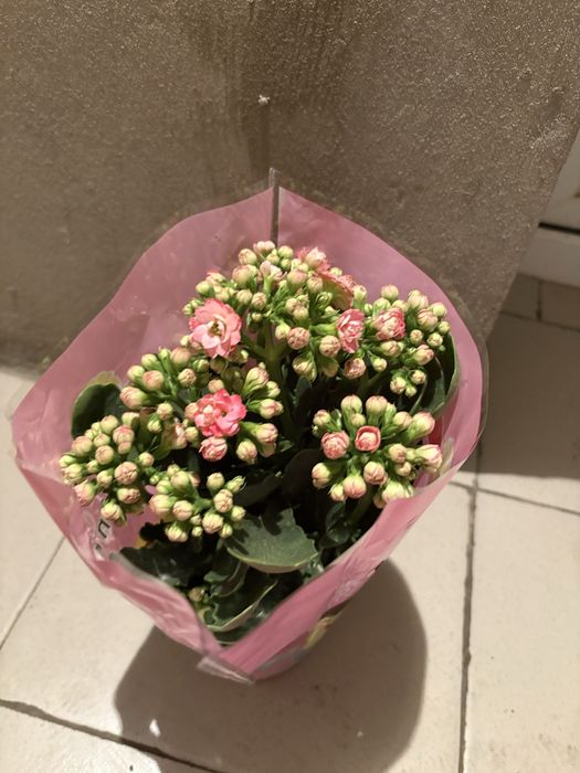 Продаются цветы в горшке