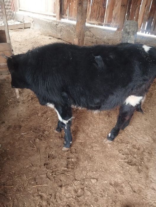 Семиз еркек баспактар