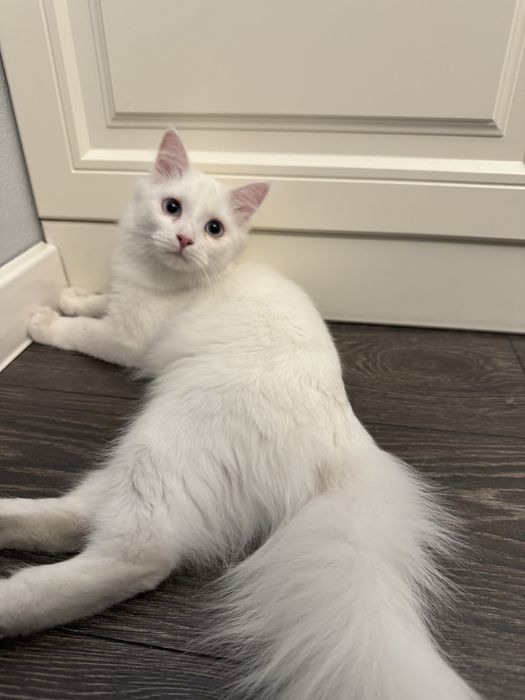 Котенок Турецкая ангора