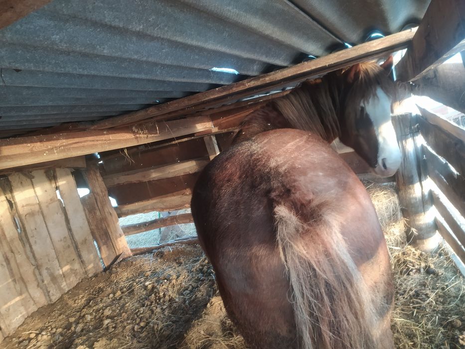 Продается жеребець обученый