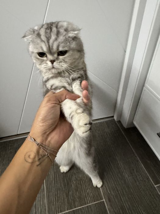 Шотландская веслоухая кошка