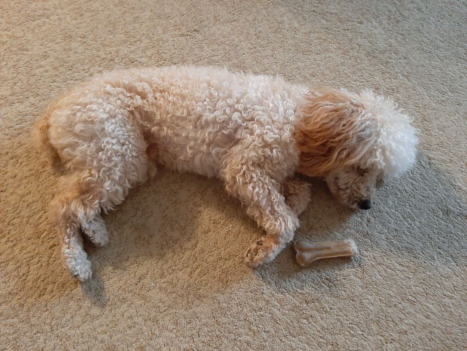 Той-пудель кобель для вязки.