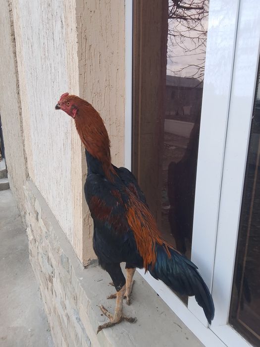 Dakan xuroz sotiladi