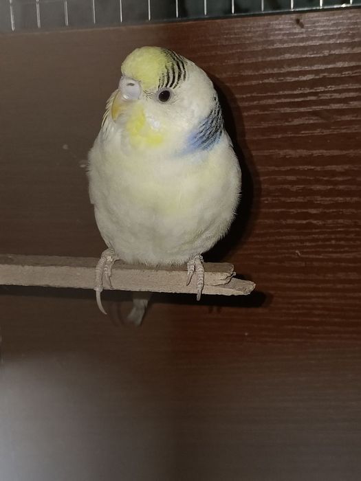 Papugay Modda Nar Sotiladi