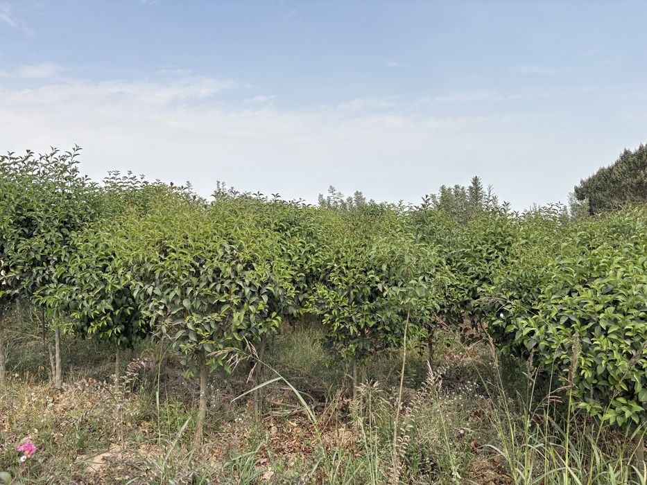 Бирючина блестящая