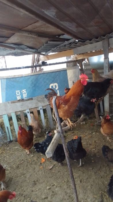 Продам петухов три штуки