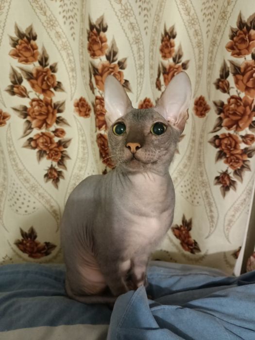 Кот сфинкс предлагает услуги альфонса