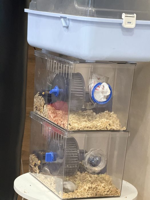 Продам хомяков с домиком