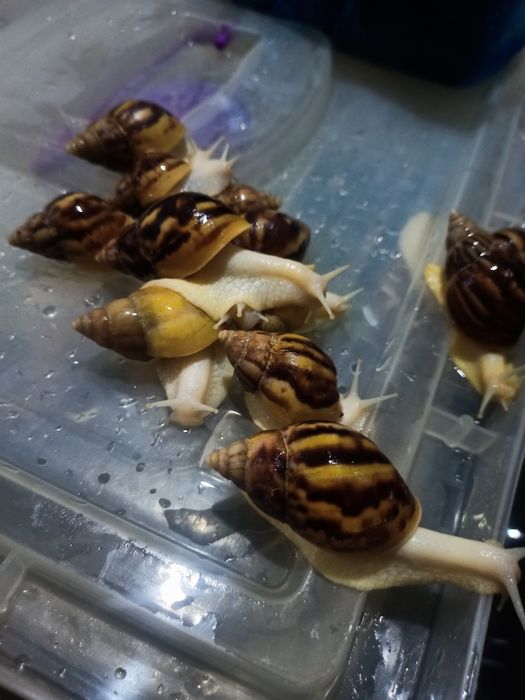 Mox, Ulitka unga kerakli ozuqalar Kalse smes, torf, mox, sepya.