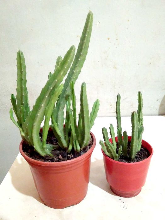 Красивый вьющейся цветок Хойя, в простонародье - Восковой плющ