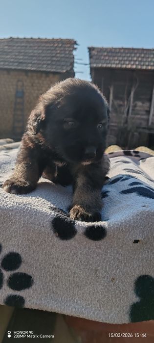 Ciobanesc corb romanesc