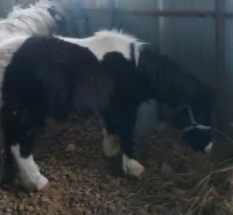 Продам пони и жеребца