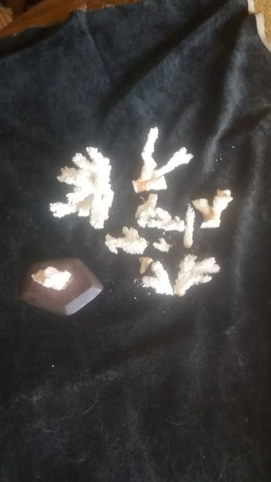 Морские кораллы  белые