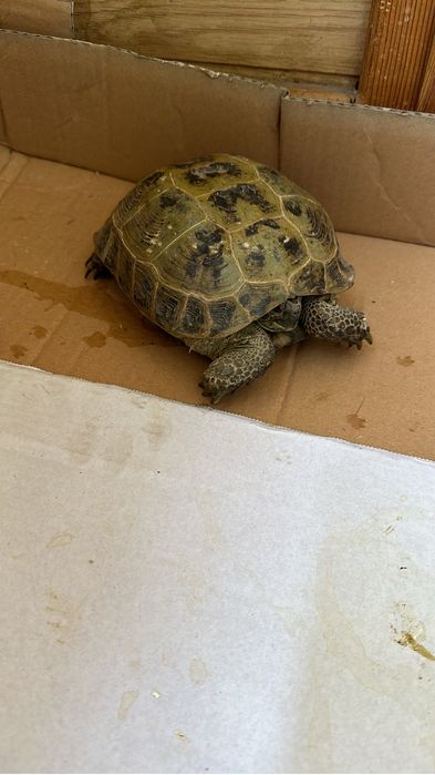 Черепаха сухопутная