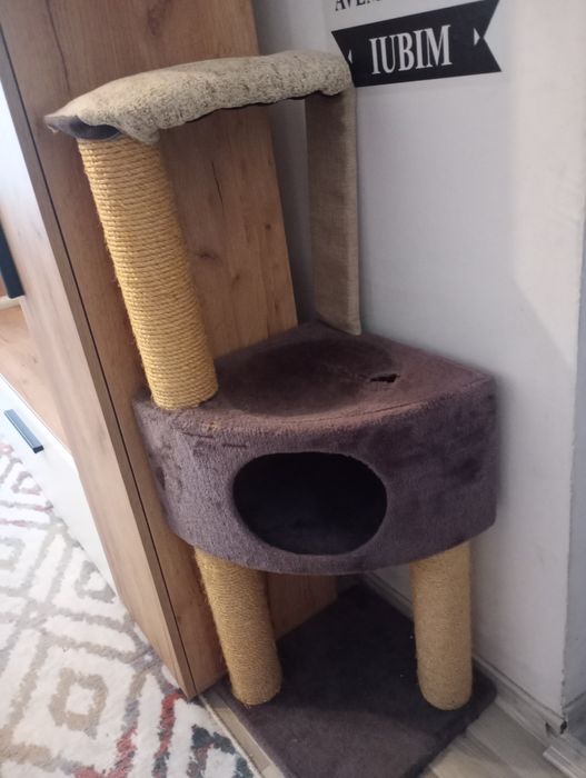 Donez pisica siameza drăguță