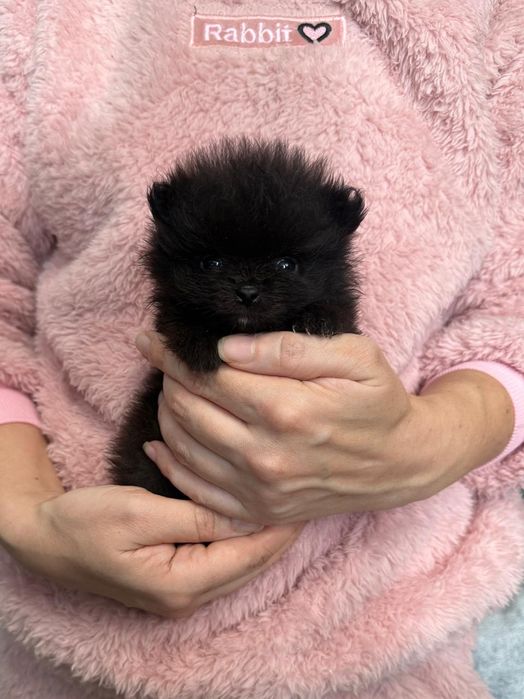 Мини померан супер