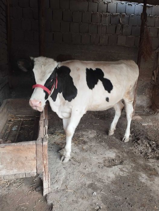 Mol modda ayol 125 buyi eni 1 metrdan uzun halol