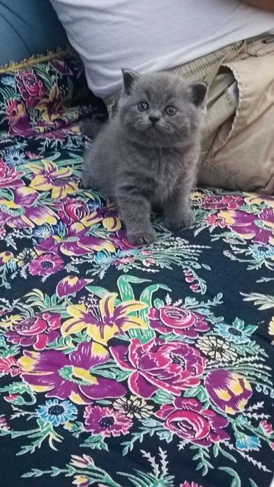 Продам котята пароди скоттиш фолд