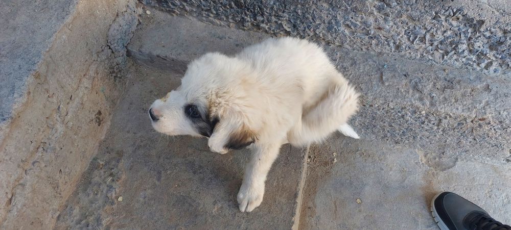 Щенки в добрые руки бесплатно